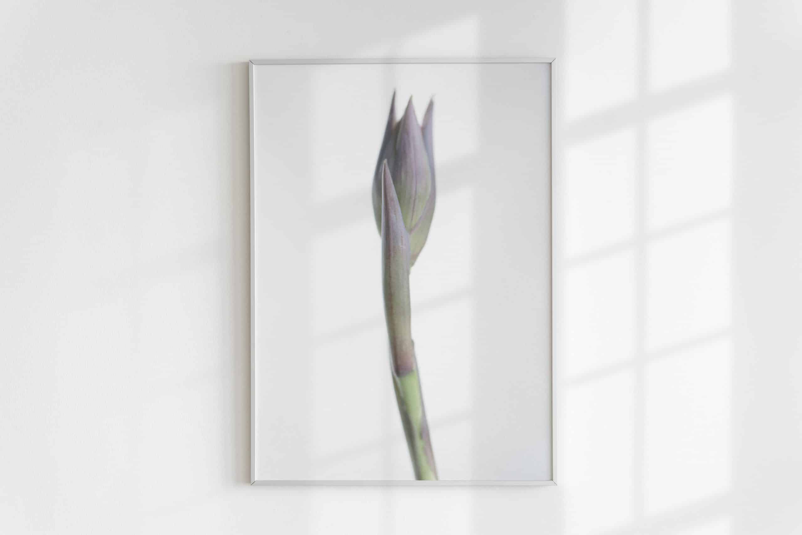 Graphical picture of Hosta bud, print, floral art